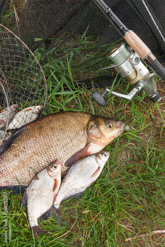 Big freshwater common bream and white bream or silver bream fish with fishing rod with reel on natural background.. photo