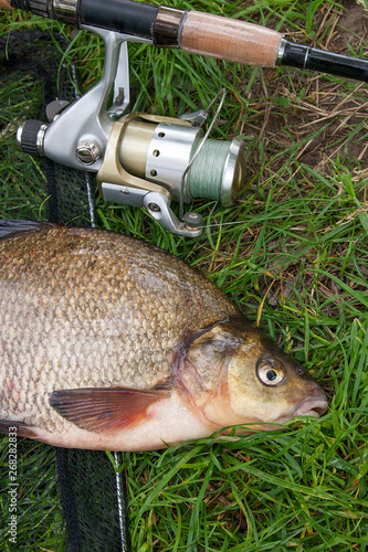 Single freshwater fish common bream and fishing rod with reel on natural background..