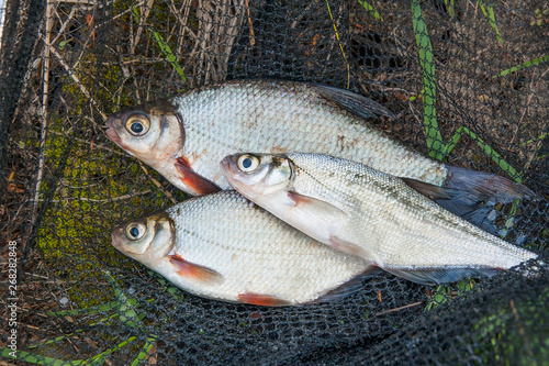 Several freshwater fish: white bream or silver fish and zope or the blue bream on black fishing net..