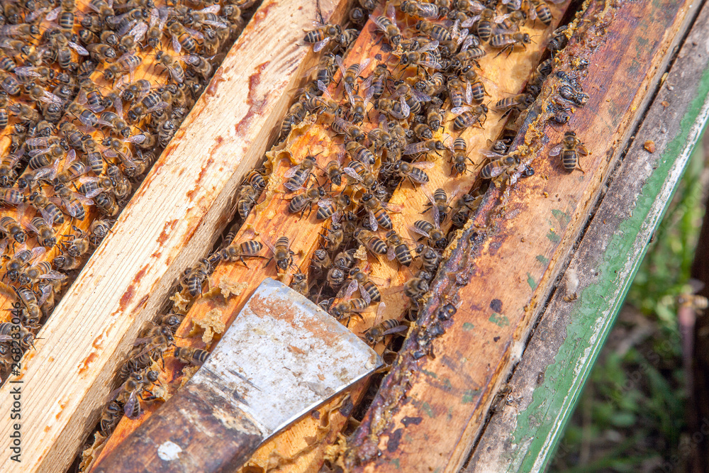 Open hive showing the bees swarming on a honeycomb.. Open hive showing the bees swarming on a honeycomb..