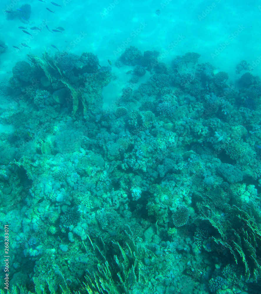 Fototapeta premium coral fish, coral reef, underwater