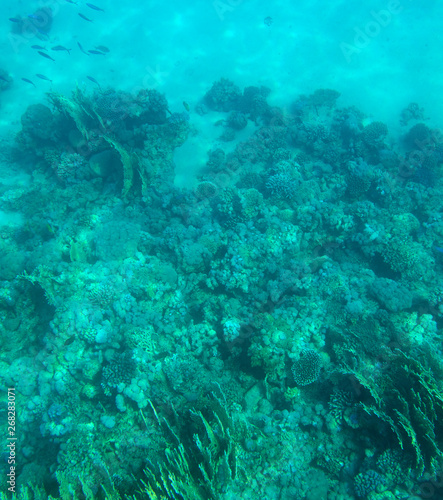 coral fish, coral reef, underwater