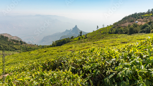 Scenic view of kodanad view point, Rangaswamy pillar valley view where mountains are covered in mists with blue sky background.taken from tea estate using leading lines techniques. 