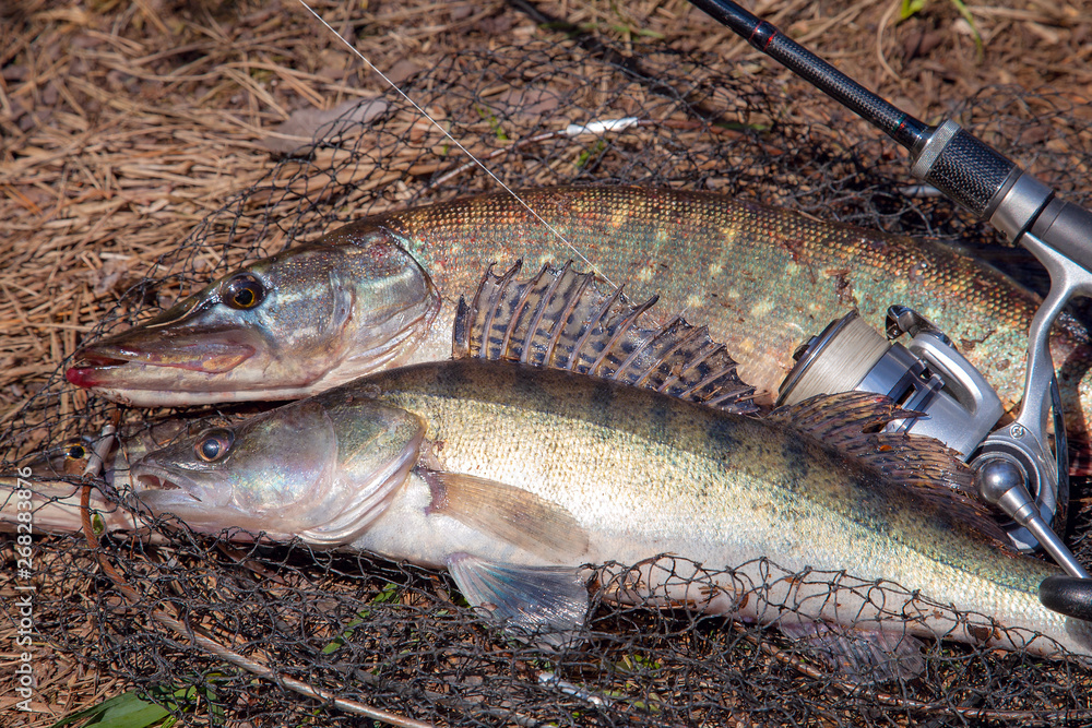 Freshwater zander and pike fish. Freshwater zander and pike fish, fishing equipment lies on round keepnet with fishery catch in it.. Freshwater zander and pike fish. Freshwater zander and pike fish, fishing equipment lies on round keepnet with fishery catch in it..