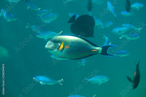 Fototapeta Naklejka Na Ścianę i Meble -  coral fish, coral reef, underwater