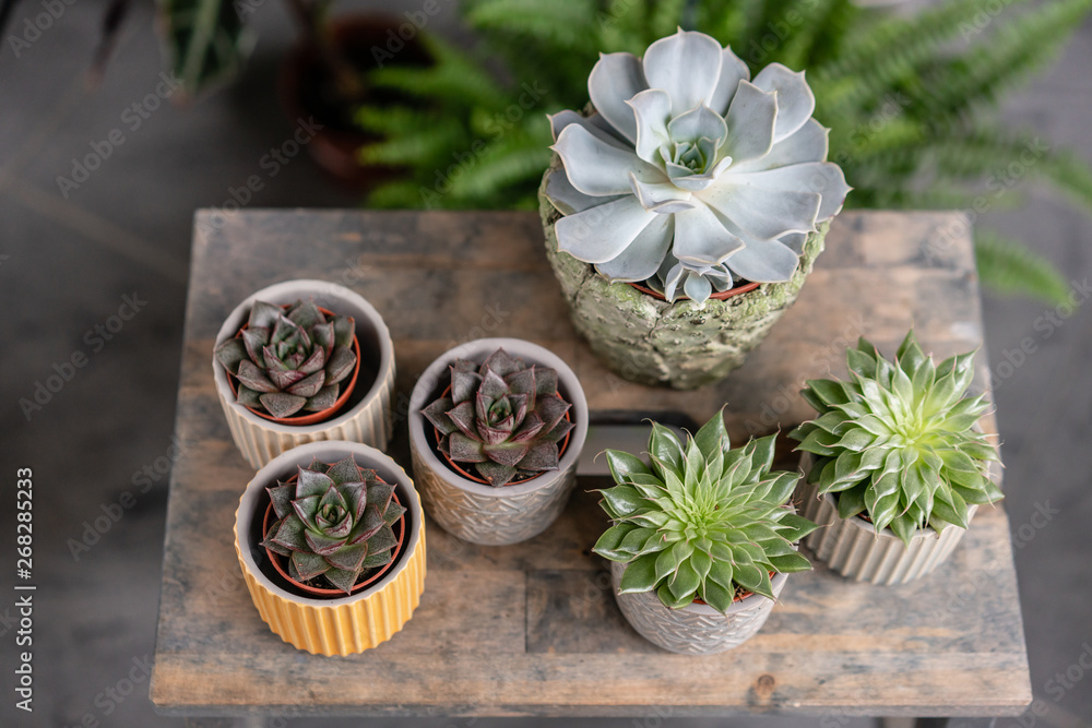 Collection of succulents in stylish ceramic pots on the wooden table. Minimalistic home interior with composition of cactus and succulents . Stylish concept of home garden.