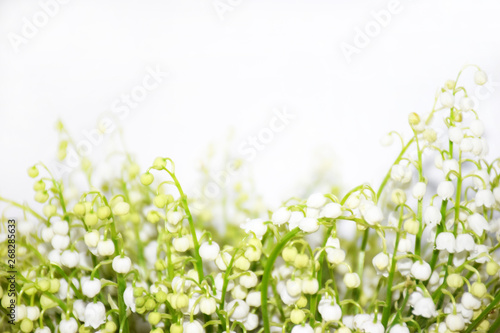 White lilies of the valley on a white background with selective focus. Fresh Beautiful Spring Flowers Background. White lilies of the valley with space for text.