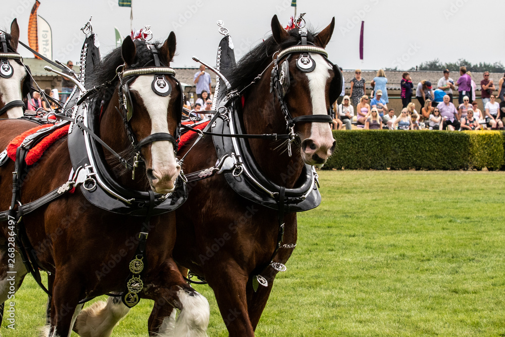 Heavy Horses Turnout displaying in the main arena