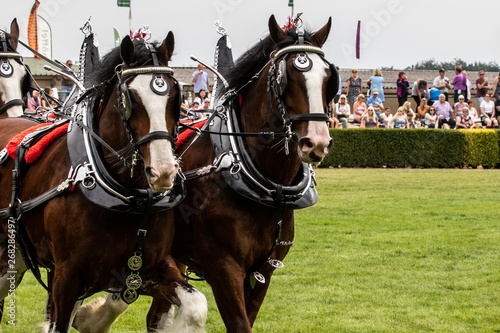 Heavy Horses Turnout displaying in the main arena photo