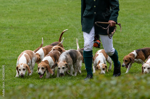 Hunt leaders led dozens of hounds into the main ring photo