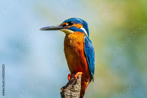 kingfisher (Alcedo atthis)