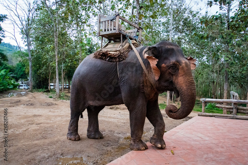 Thai elephants have seats for tourists to sit and watch nature, standing waiting for service in front of the elephant camp. photo