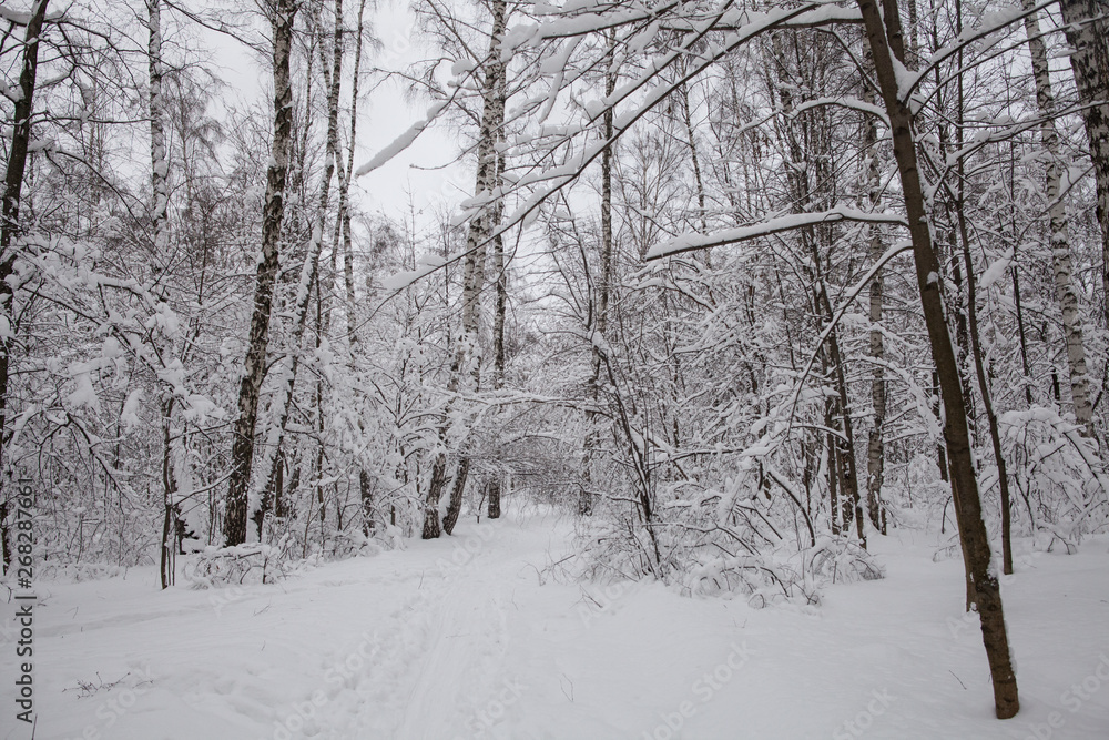 Winter in the forest, snow Winter in the forest, snow