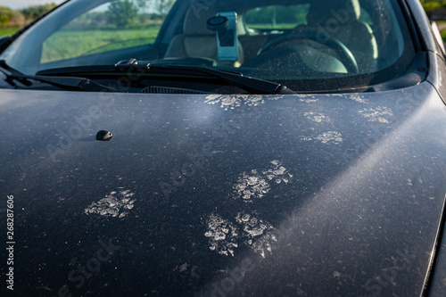 Animal footprints on a dirty car. Cats or martens can chew the wire in the car.