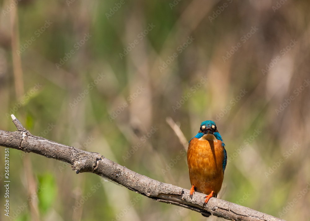 Kingfisher front view on a branch with green background Kingfisher front view on a branch with green background