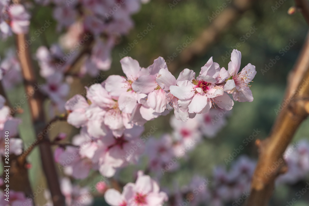 fiori di ciliegio fiori di ciliegio