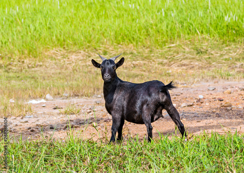 goat stand in Green Meadow Grass