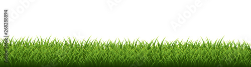 Green grass border set on white background. Vector Illustration