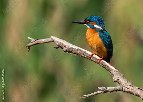 Kingfisher on a branch with green background © Alexandru