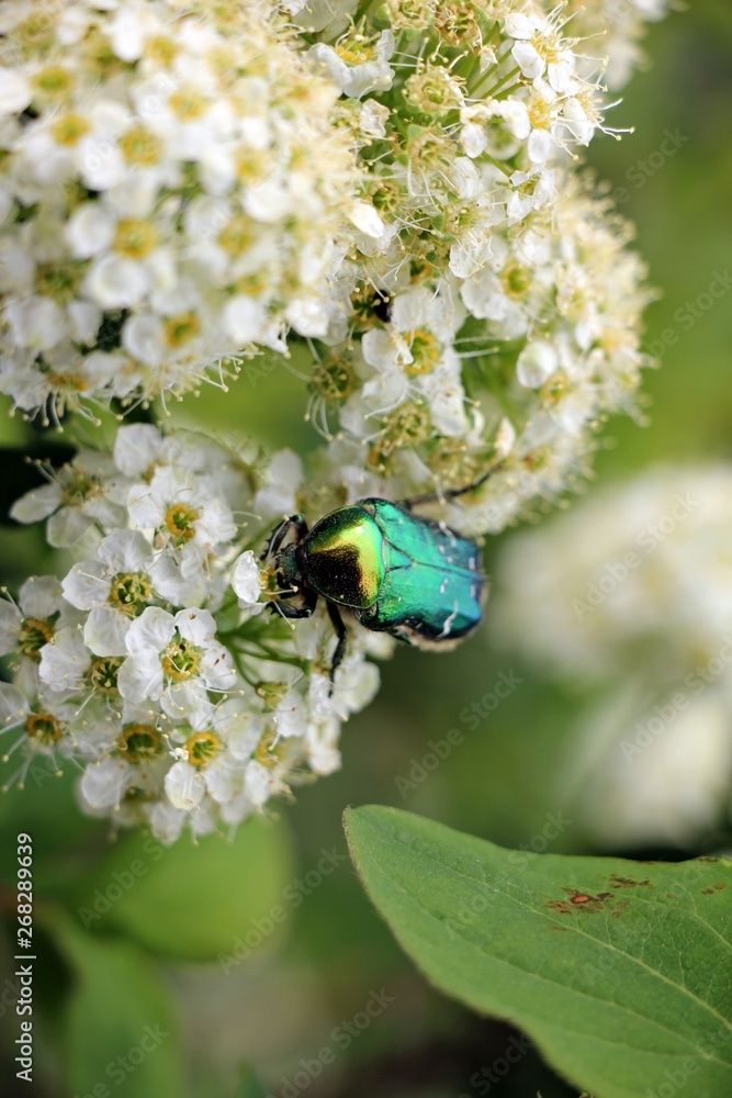 Green rose chafer (Cetonia aurata) feeding with pollen on white flowers Green rose chafer (Cetonia aurata) feeding with pollen on white flowers
