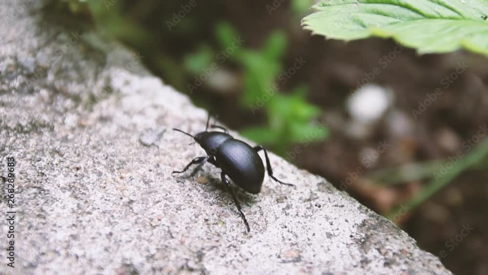 Black beetle walk on smooth surface of ground Black beetle walk on smooth surface of ground