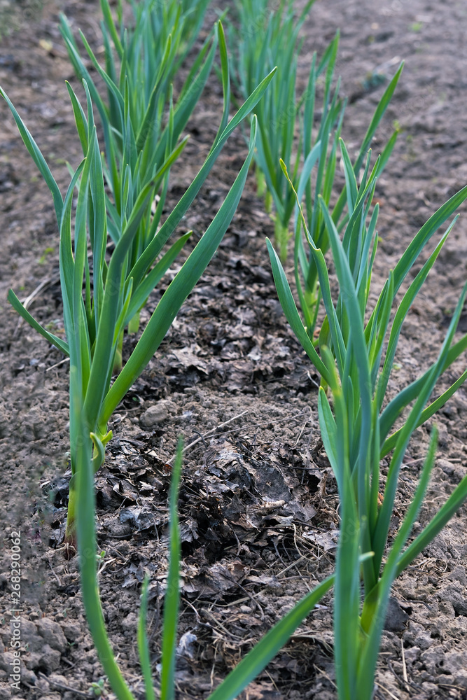 Young garlic grows on the garden March, April Young garlic grows on the garden March, April