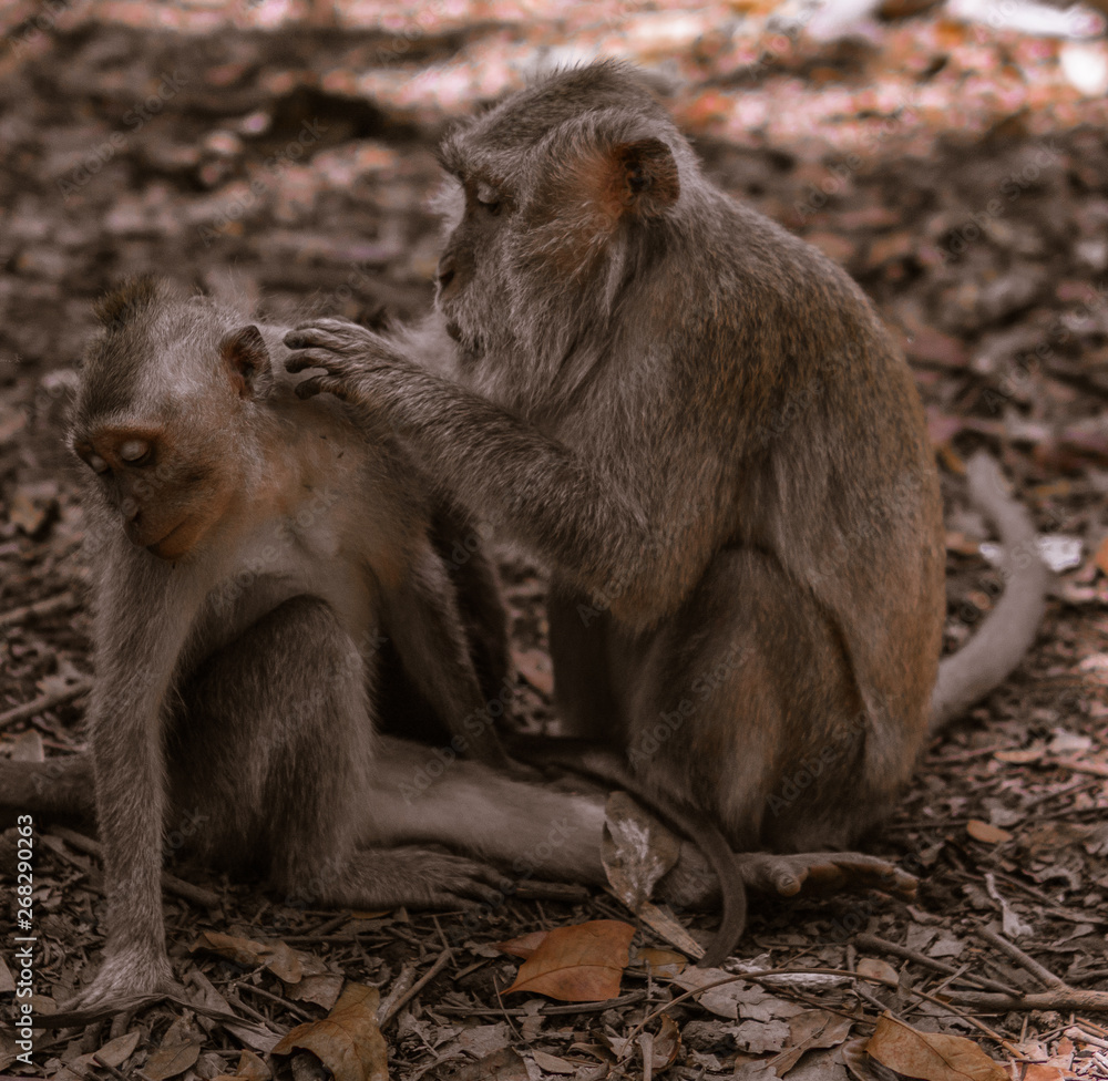 Adult Monkey grooms child monkey.