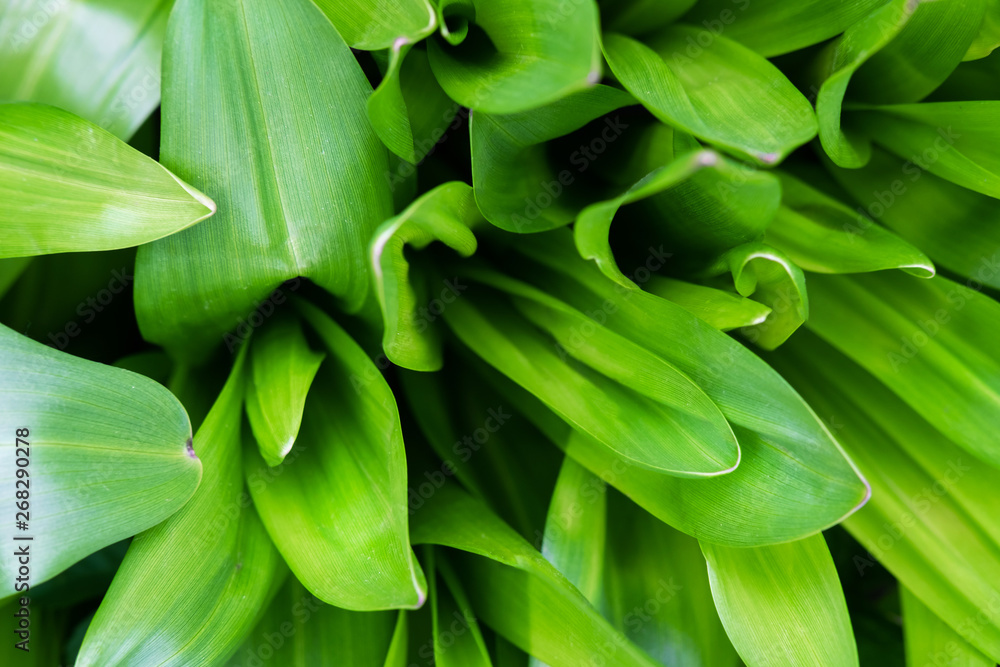 Grass top view minimalistic background. Emerald green lawn close up. Foliage plant leaves abstract backdrop. Botany and nature concept. Flowers fresh spring twigs texture. Landscaping, greenery Grass top view minimalistic background. Emerald green lawn close up. Foliage plant leaves abstract backdrop. Botany and nature concept. Flowers fresh spring twigs texture. Landscaping, greenery