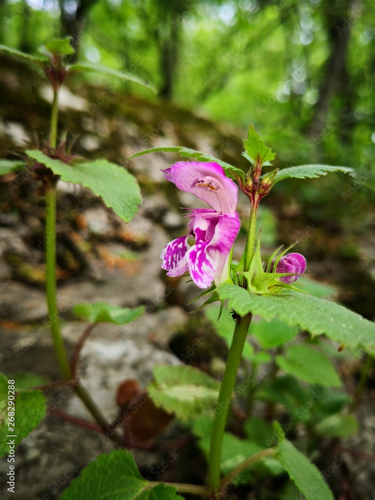 Alpine vegetation: Ortiga ftida (Lamium maculatum (L.) L flowers in the