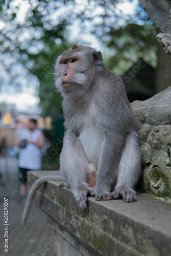 Portrait of an Adult Monkey on a ledge. © Anthony