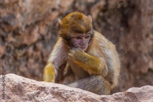 Wild baby monkeys playing  Morocco