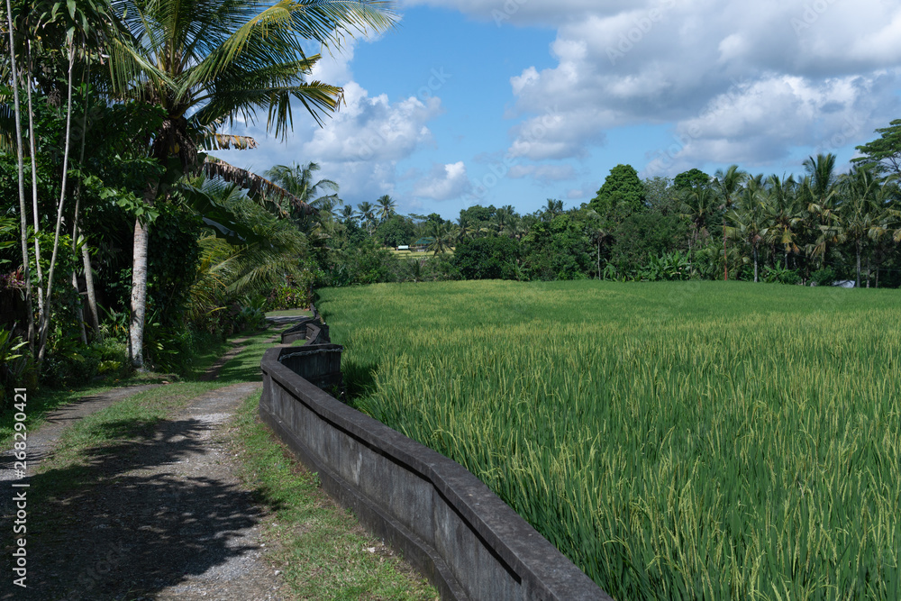 Stone retainer wall along a rice field in Ubud, Bali, Indonesia Stone retainer wall along a rice field in Ubud, Bali, Indonesia