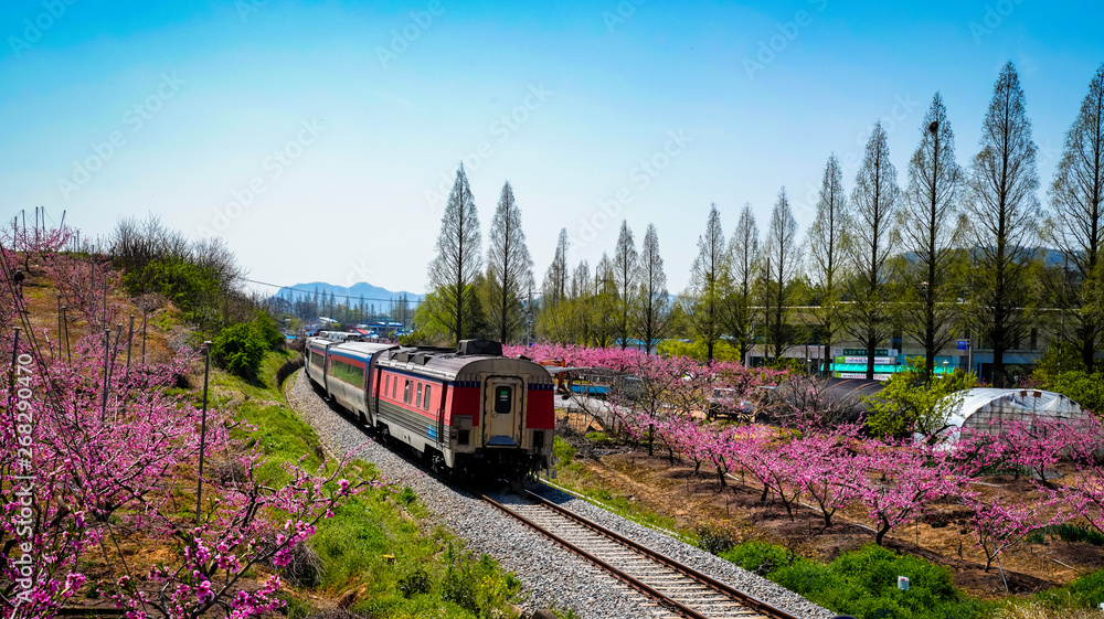 기찻길 옆에 핀 복숭아꽃 Stock Photo | Adobe Stock