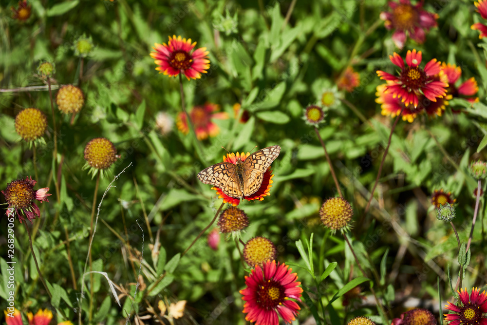 A variegated fritillary butterfly with its wings spread open, resting on a Indina Blanket Firewheel flower. A variegated fritillary butterfly with its wings spread open, resting on a Indina Blanket Firewheel flower.