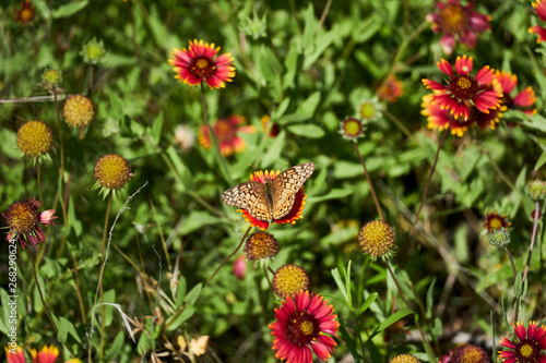 A variegated fritillary butterfly with its wings spread open, resting on a Indina Blanket Firewheel flower.