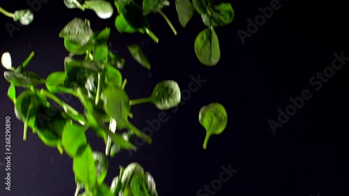 baby spinach on a black background falls on a slow motion shot