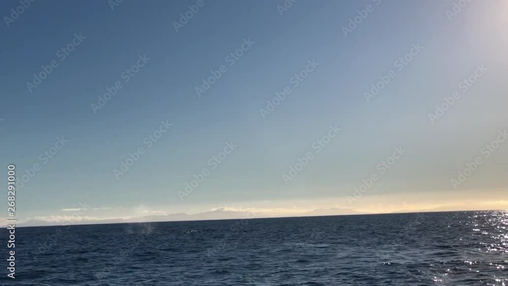 Wide shot of whale spraying water Wide shot of whale spraying water