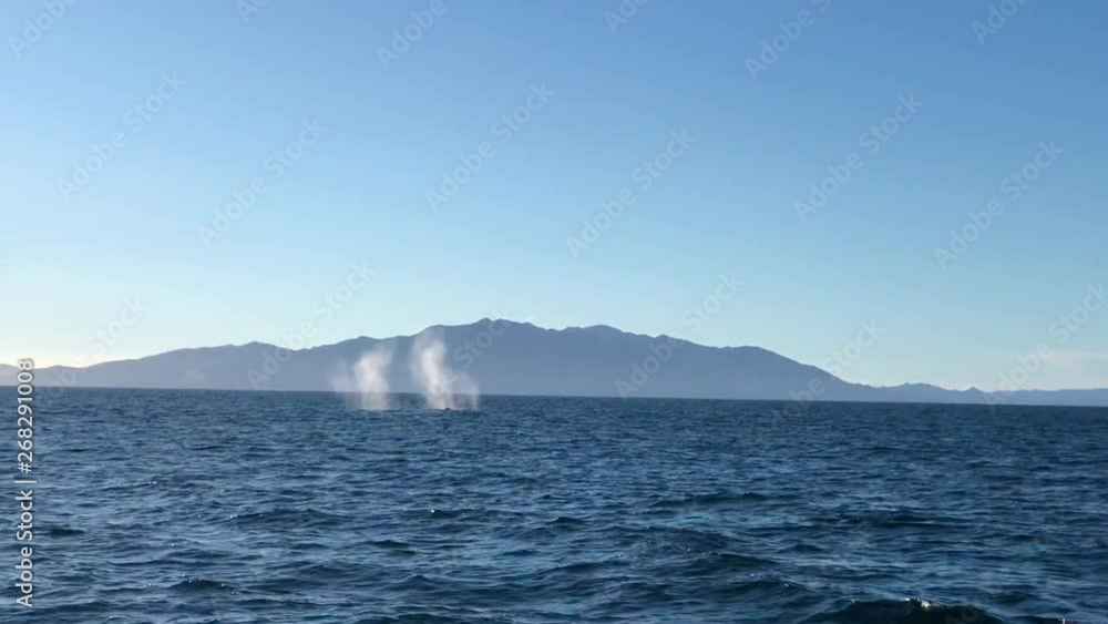 Wide shot of whale spraying water island in the background Wide shot of whale spraying water island in the background