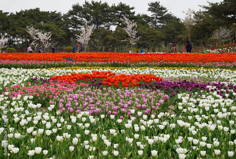 태안 세계 튤립축제장 풍경