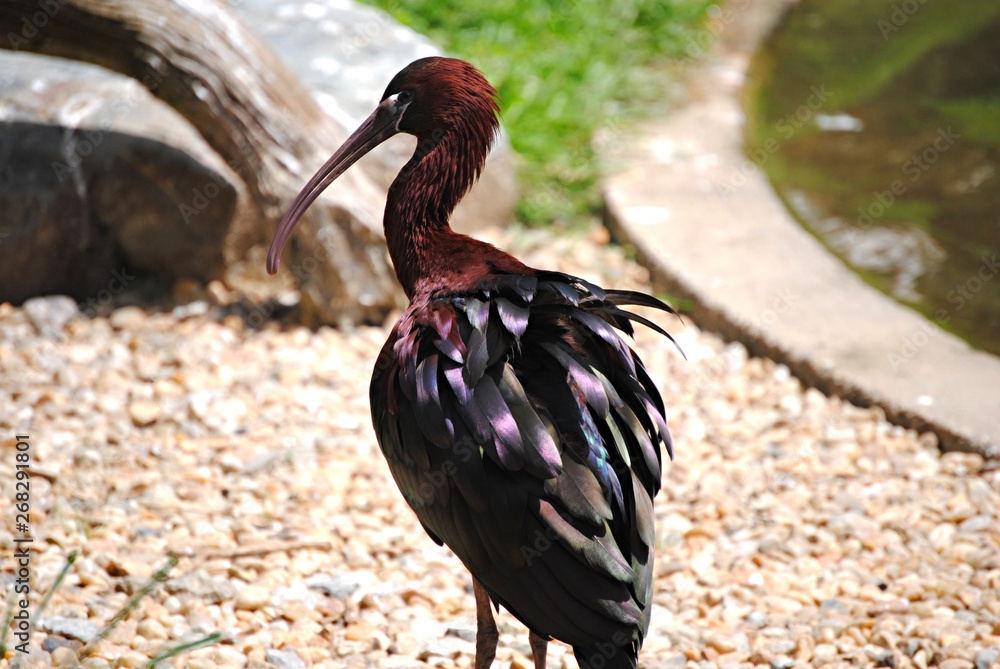 Naklejka premium Ibis rouge