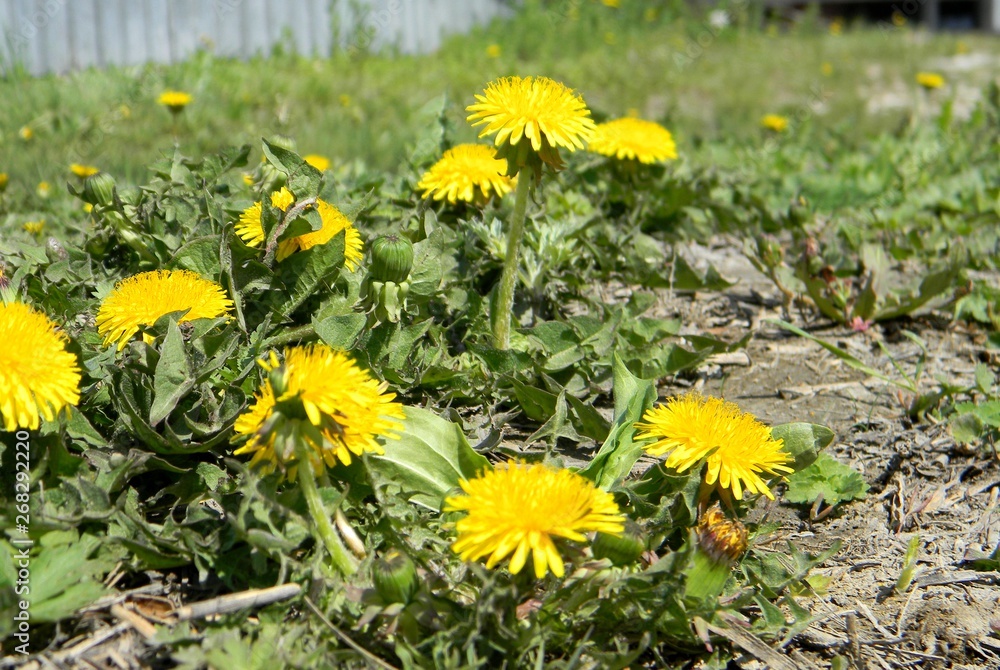 yellow dandelions. Young grass. Spring field yellow dandelions. Young grass. Spring field