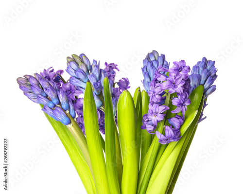 Beautiful hyacinth flowers on white background