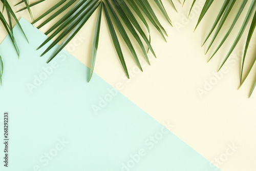 Fotografie Tropical palm background