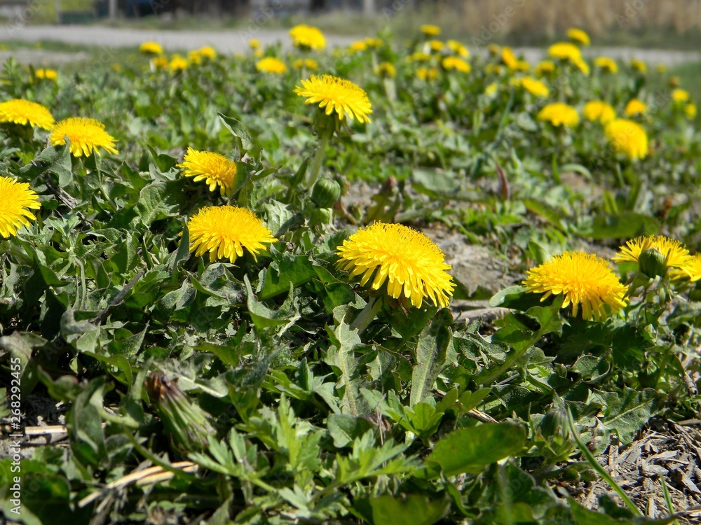 Obraz premium yellow dandelions. Young grass. Spring field