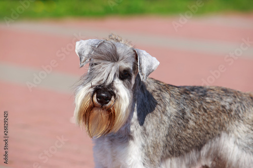 Miniature Schnauzer breed dog