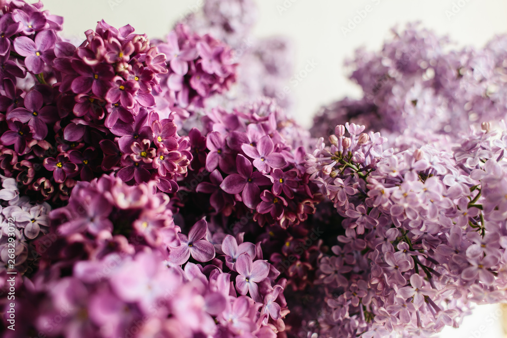 Obraz premium floral texture of lilac on a white background