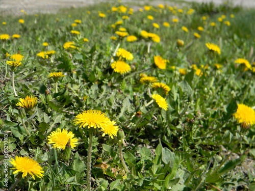 yellow dandelions. Young grass. Spring field