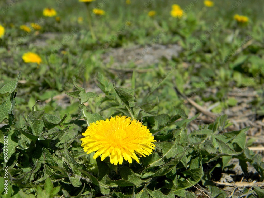 yellow dandelions. Young grass. Spring field yellow dandelions. Young grass. Spring field