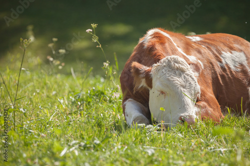 A cow resting in a green pasture in Dolomites area photo