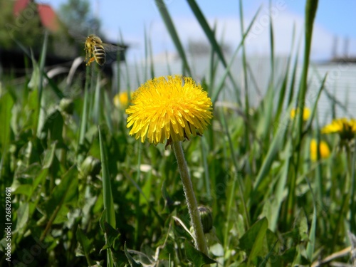 yellow dandelions. Young grass. Spring field © Кристина Хрущёва